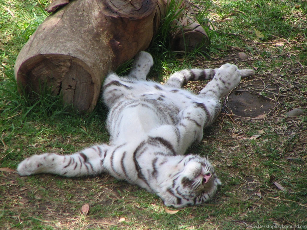 White Tiger Cubs Wallpapers Wallpapers Cave