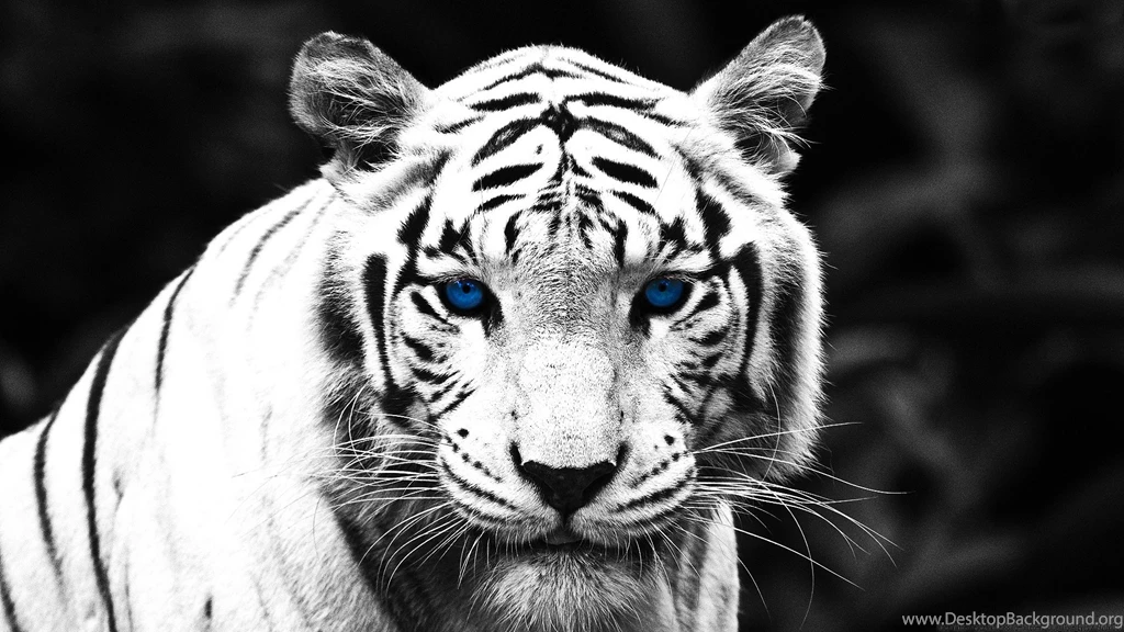 Wallpapers White Tiger, Blue Eyed, Wild, Nature, Rare, Tiger ...