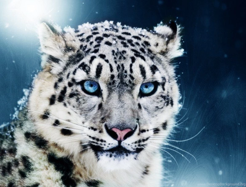 Baby White Tiger With Blue Eyes Wallpaper.