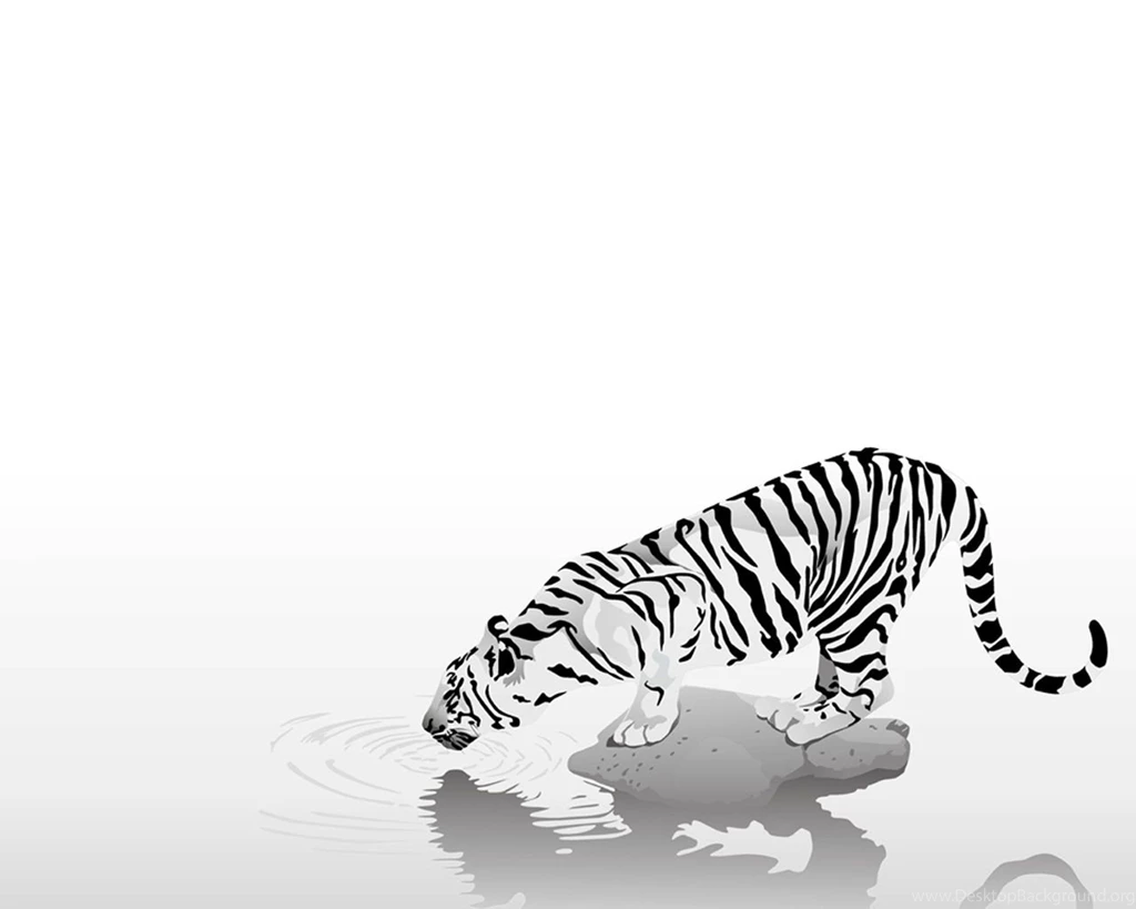White Tiger HD Wallpapers Wallpapers Cave