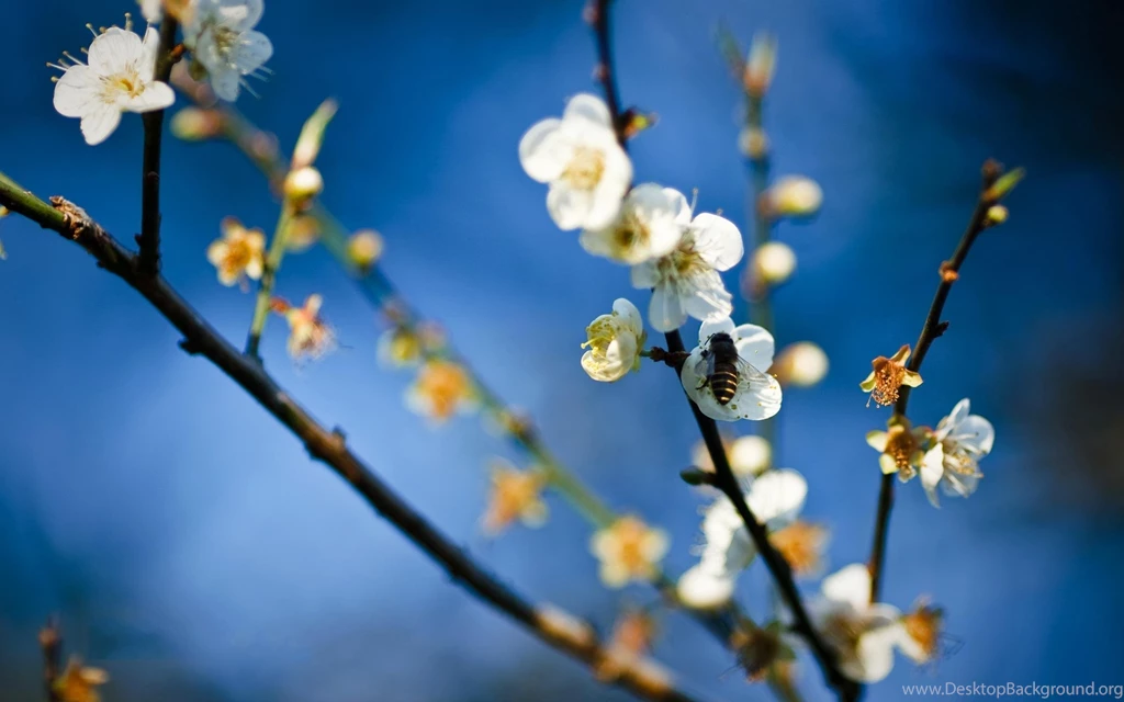 Bee On White Flowers Wallpapers
