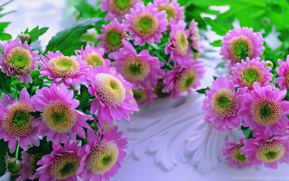 Hd Flower Wallpapers