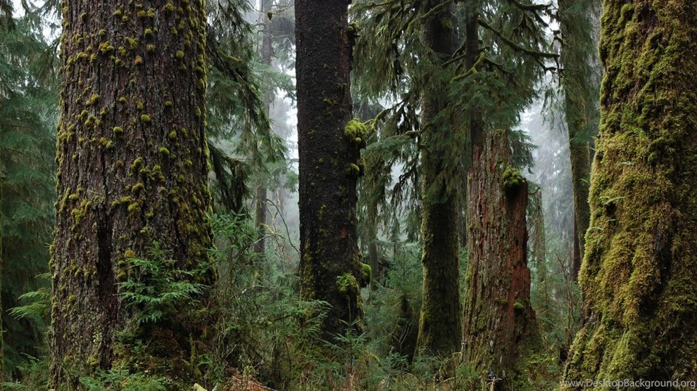 Olympic National Park: One Of The Wildest Places Left In The USA ...