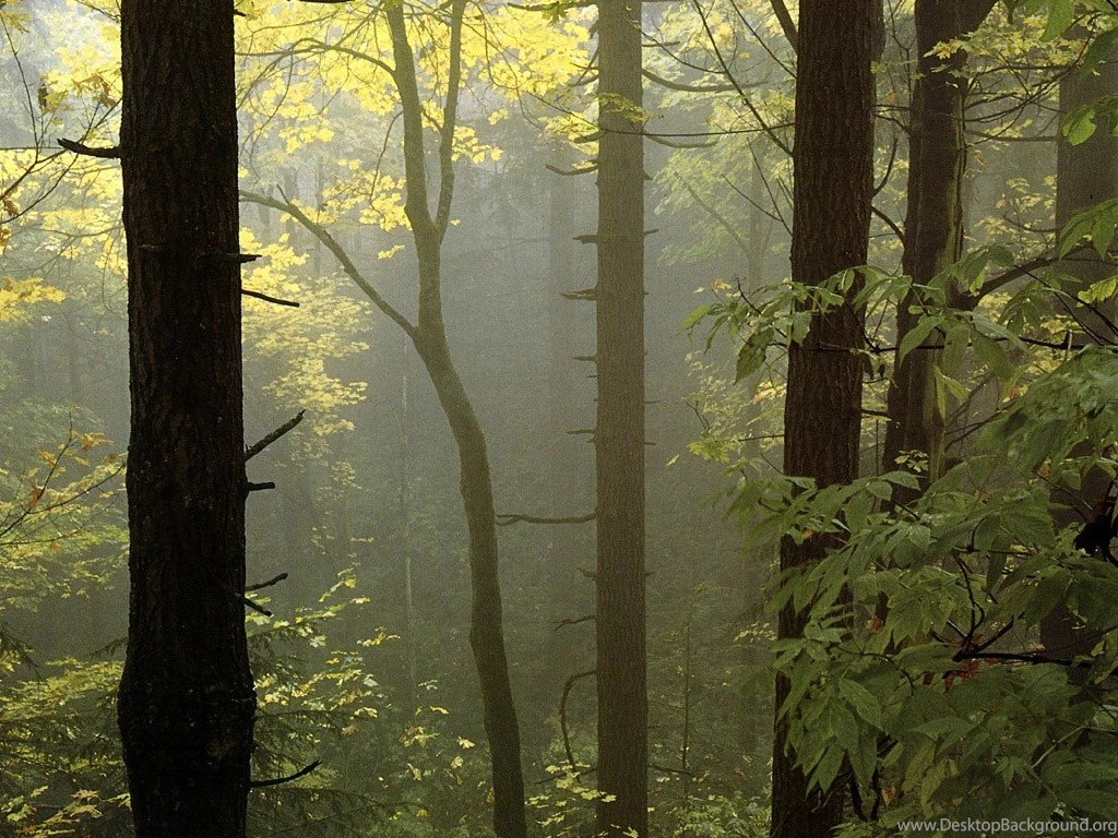 Magnificent Hikes In Western Washington : Leisure : TravelersToday