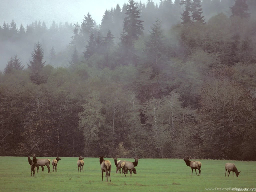 The Pacific Northwest, A Photo Gallery
