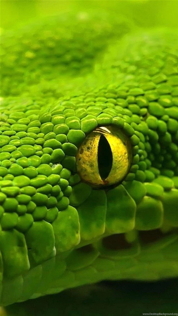 Wallpapers Iphone 6 Green Snake Eye 4 7 Inches 750 X 1334 ...