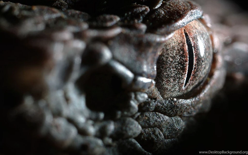 Snake Eye Closeup 1920x1200 Wallpapers ImgPrix