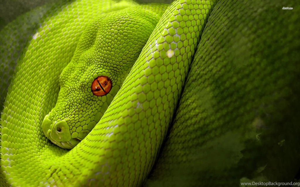 Snake Wallpapers Wallpapers Cave