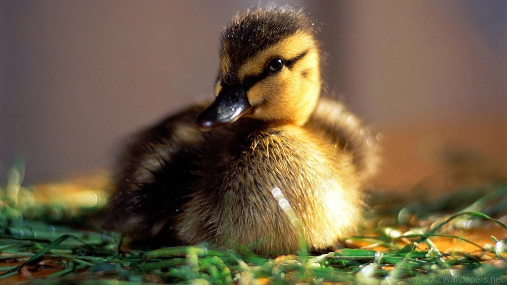 Baby Animal Wallpaper Images 341   WallPey