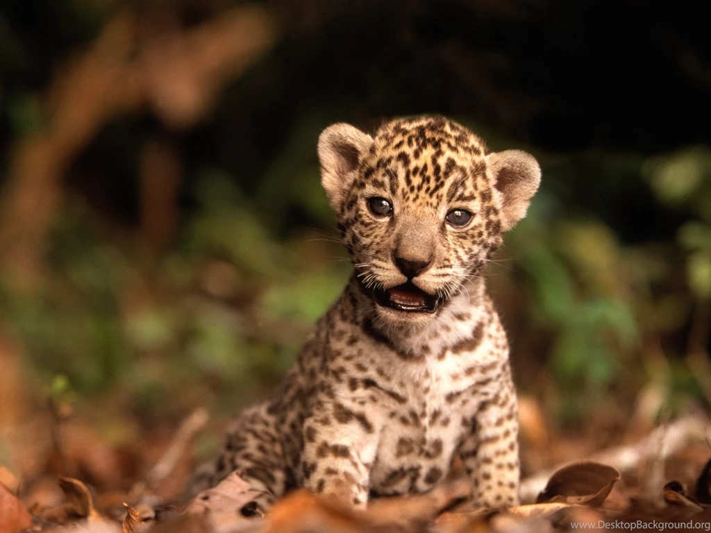 Baby Jaguar Animal Wallpaper.
