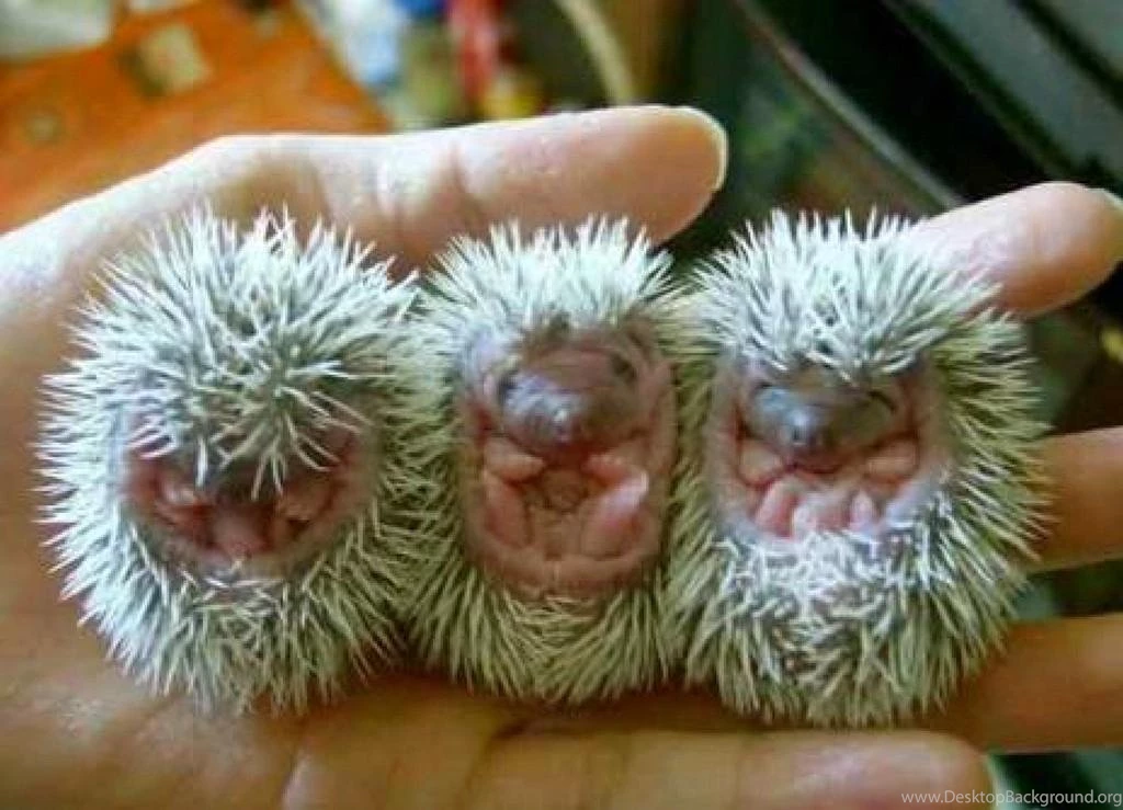 Baby Animals (
