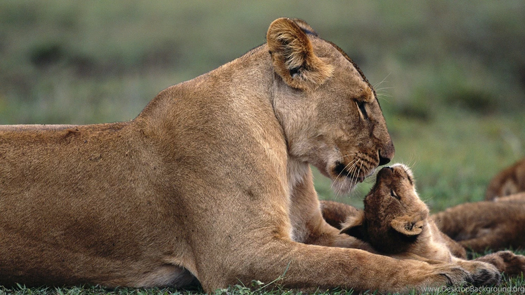 Animals Pictures For Babies   HD Wallpapers Lovely