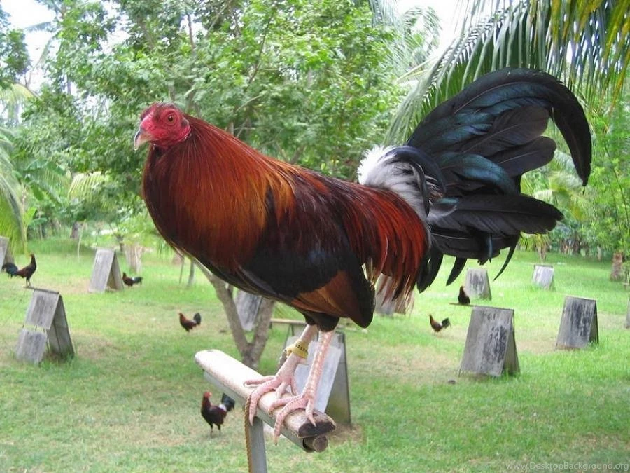 A Fighting Cock From Mexico Pixdaus