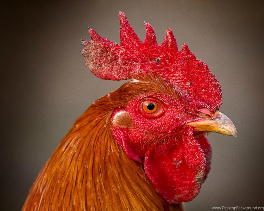 Prozaická Poézia O Penise A Jeho Túžbach   Blog