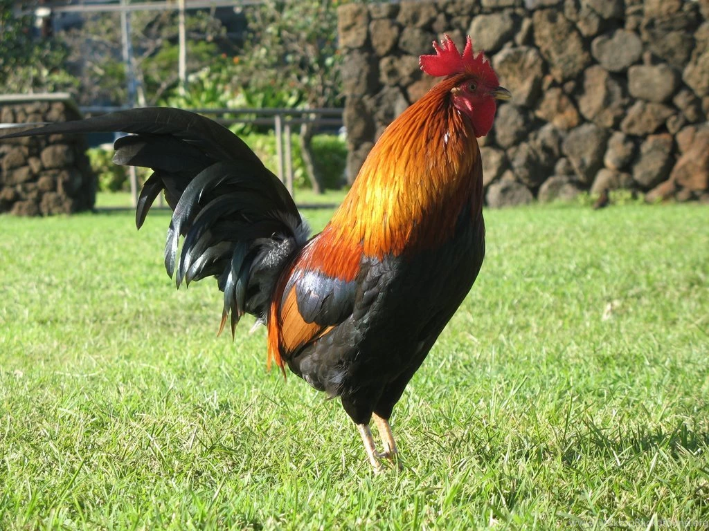 Panoramio   Photo Of Cock roaster At Poipu Beach, Kauai, HI