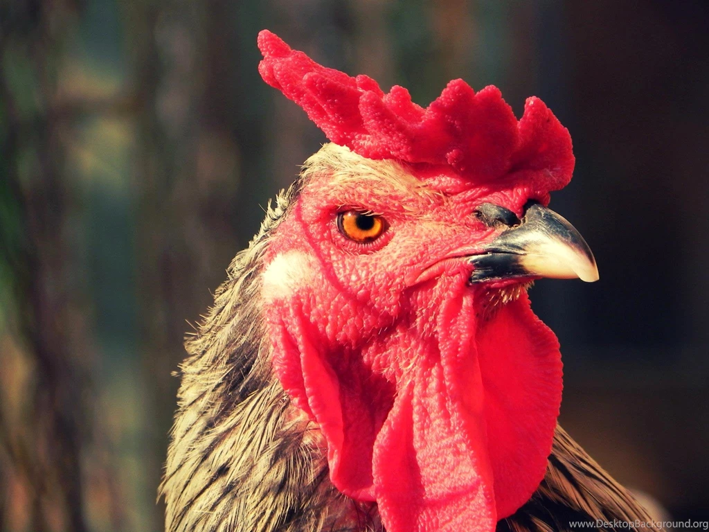 Bard Taste – A Story Of Sacks, Cocks And Shakespeare