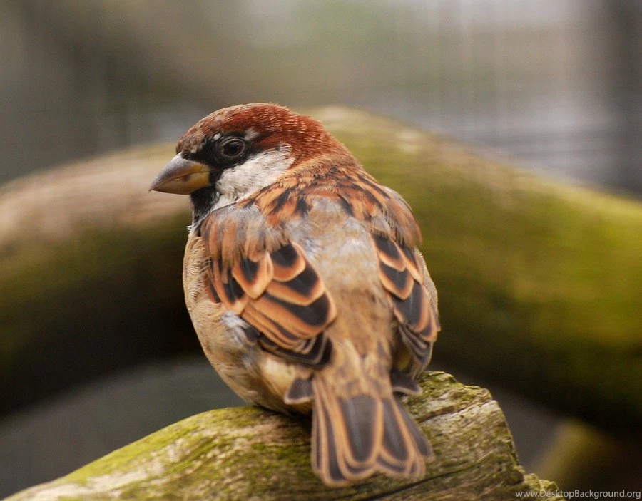 Cock Sparrow... By Quaddie On DeviantArt