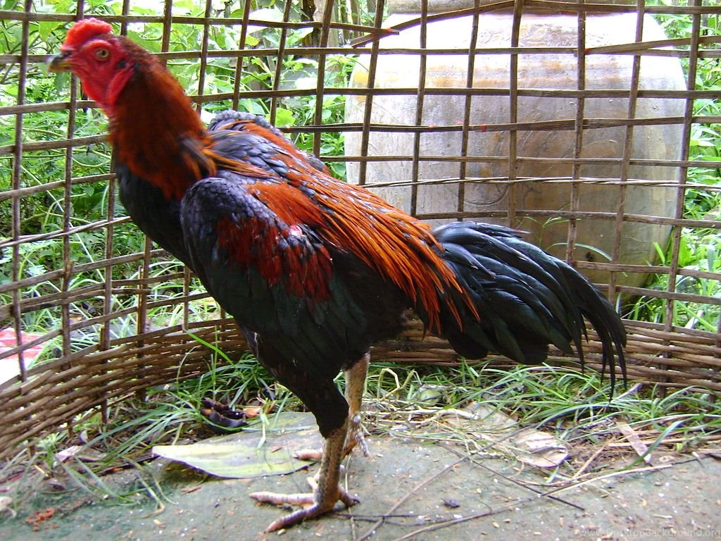 File:Fighting Cock Of Thailand.JPG   Wikimedia Commons