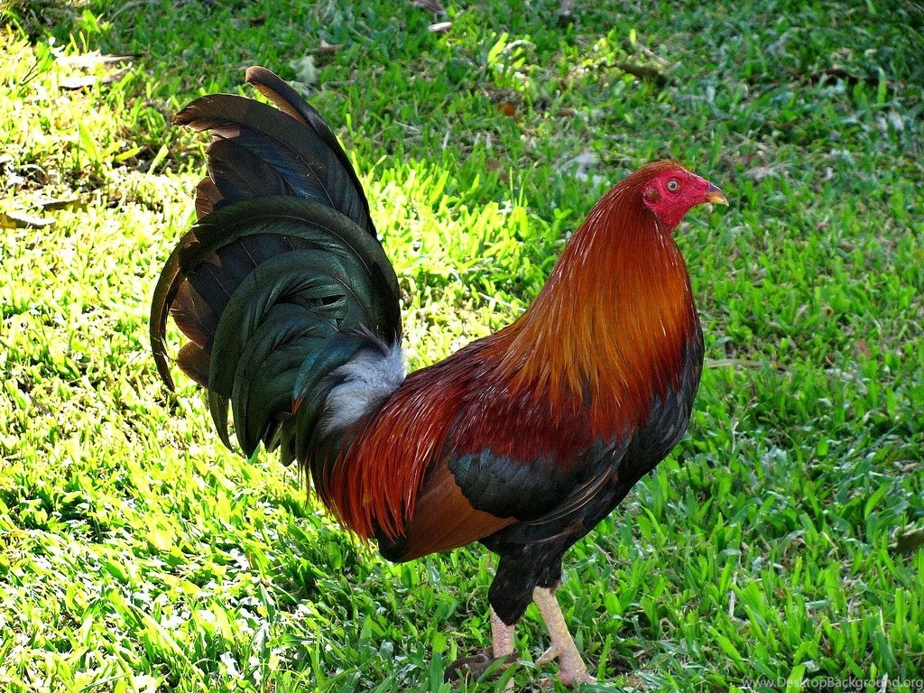 Cock
