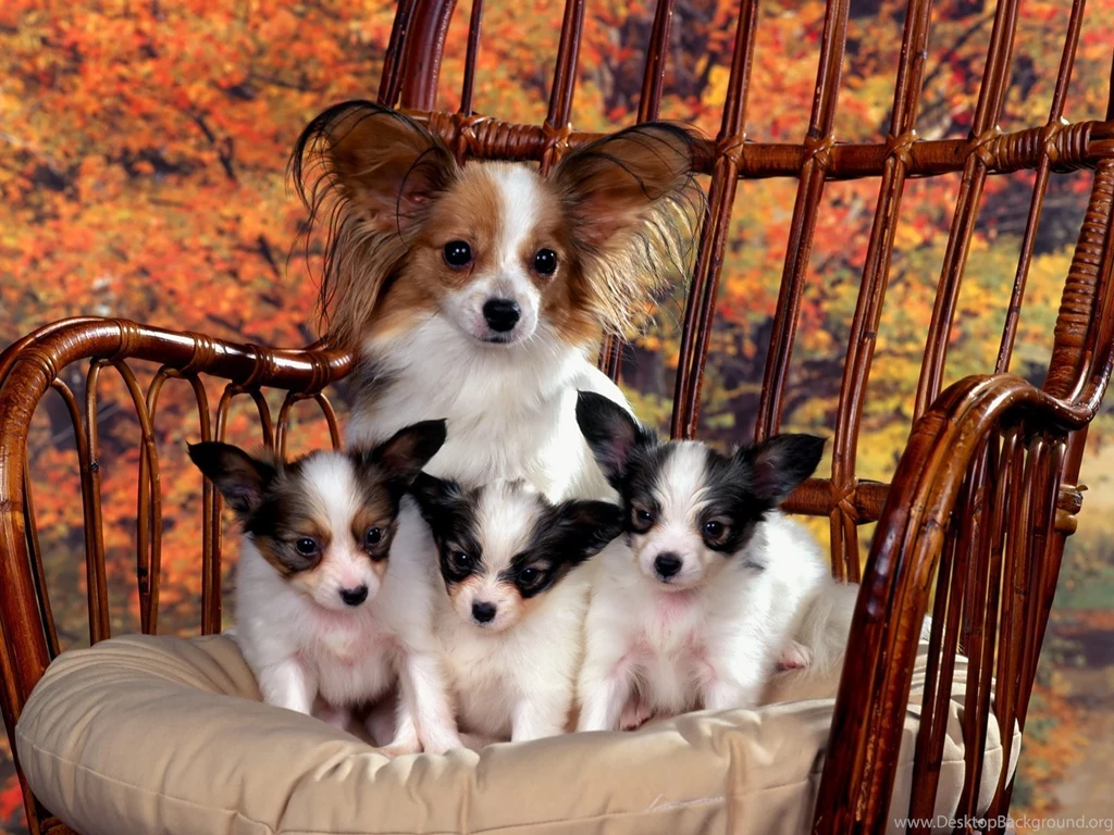 Chihuahua & Puppies   Puppies Wallpapers (9726091)   Fanpop