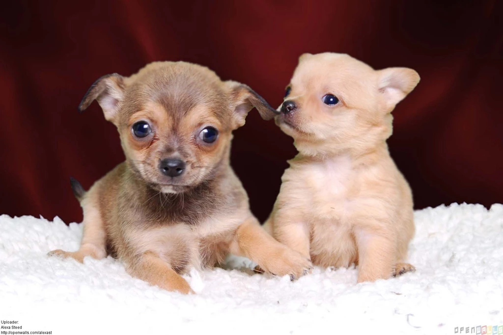 Pictures Of Chihuahua Puppies   HD Wallpapers Pretty