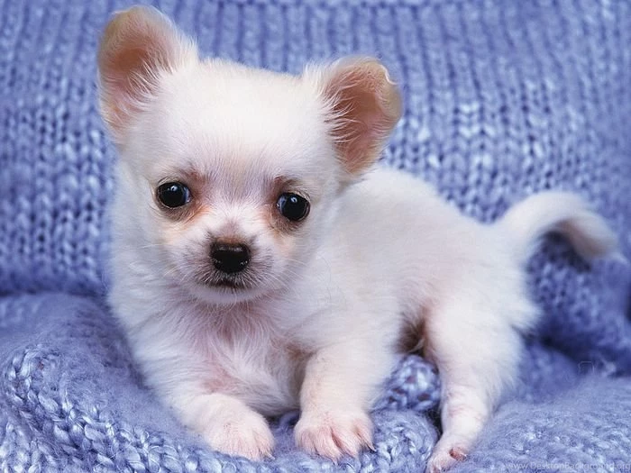 1600*1200 Baby Chihuahua Puppy On Blanket   Chihuahua Puppies ...