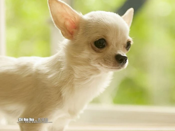 Chihuahua Kitty   Chihuahua Puppy Wallpapers 2   Wallcoo.net