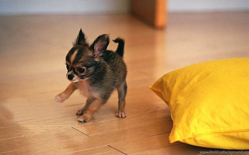 Black, Chihuahua, Puppy, High, Definition, Full, Screen, Wallpapers ...