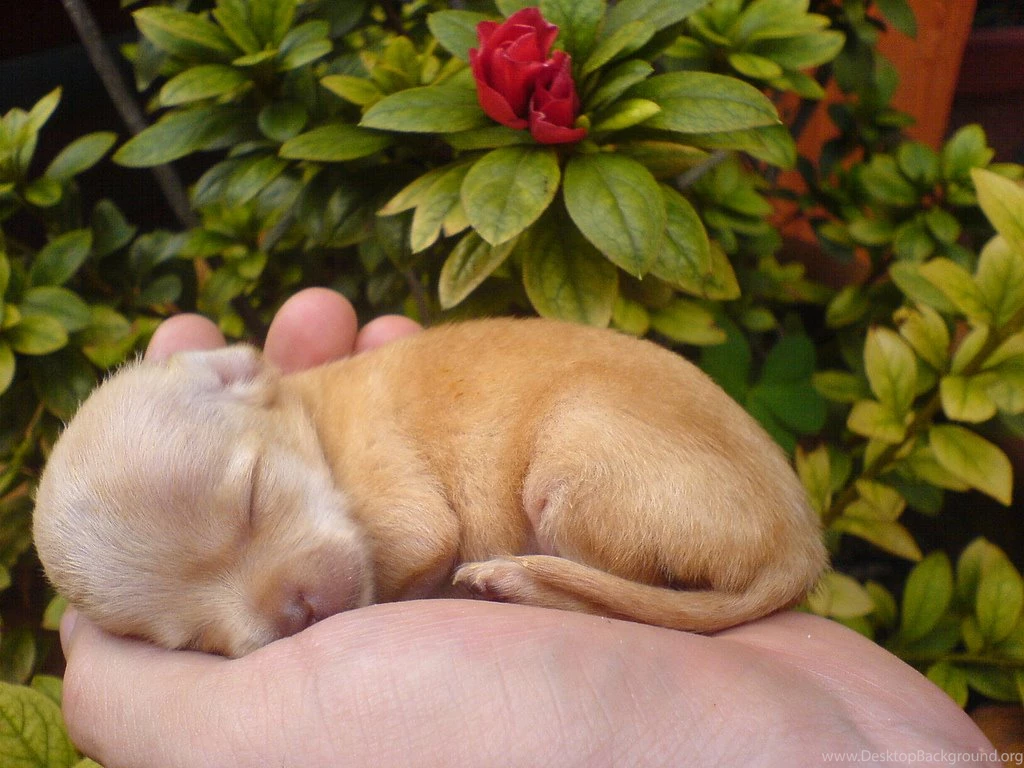 Chihuahua Puppy Wallpapers