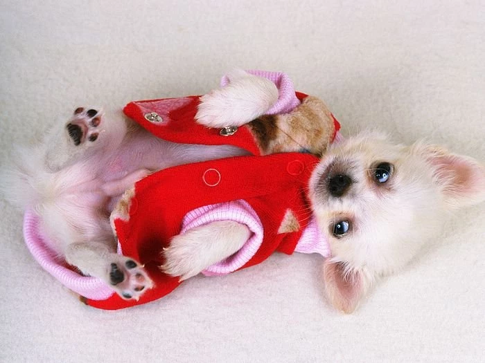 1600*1200 Chihuahua In Christmas Clothes Chihuahua Puppies ...