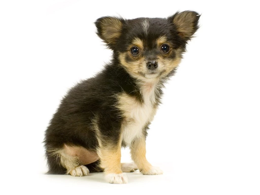 Baby Chihuahua Dog Wallpapers High Resolution S