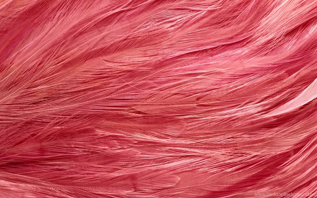 Download Texture: ???, Texture Fur, Fur Texture Background, Backgrounds