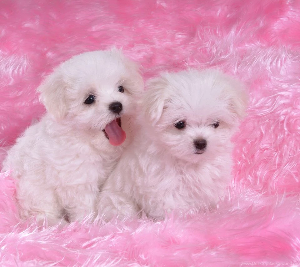 Bichon   Flikie Wallpapers