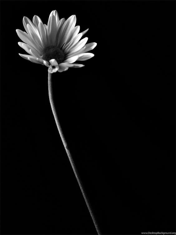 Inyii9dyco: Black Flower Wallpapers