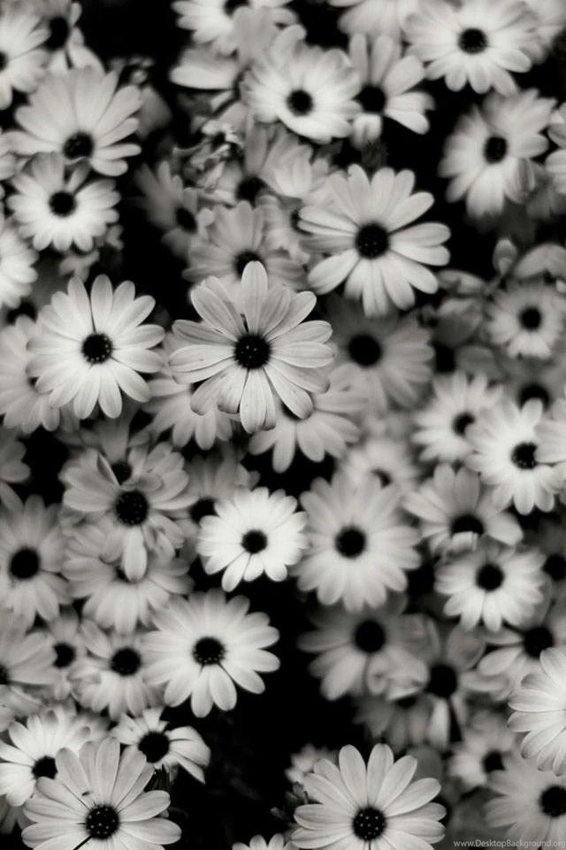 White And Black Flower Wallpaper:)