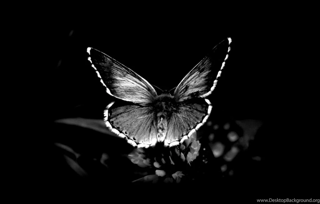 Black And White Flower Wallpapers Hd