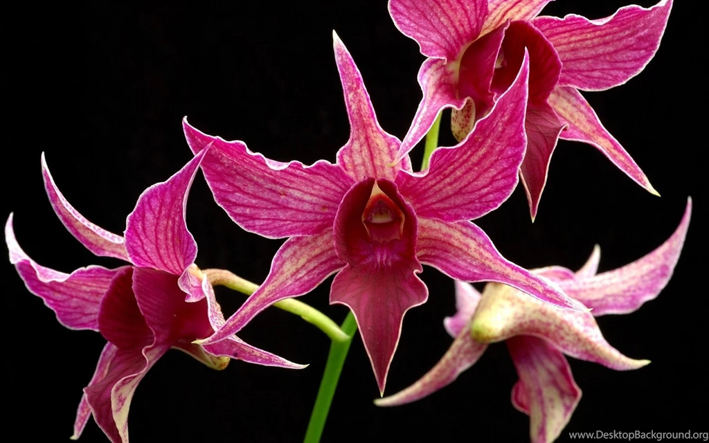 Pink And Black Flower Wallpapers   Wallpapers HD Wide