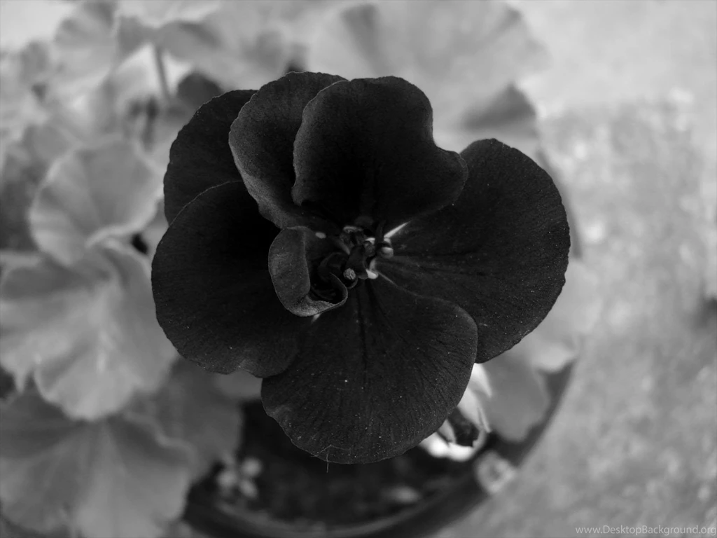 Black And White Flowers Wallpapers   716904