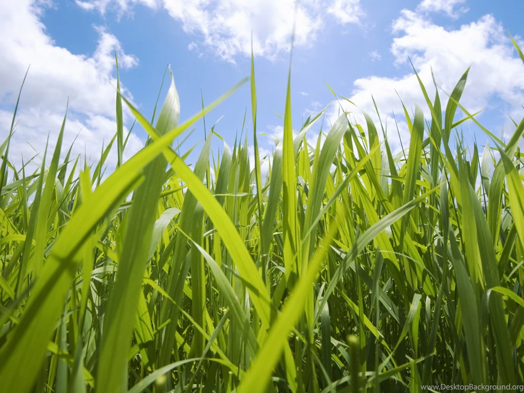 Grass And Sky Wallpapers