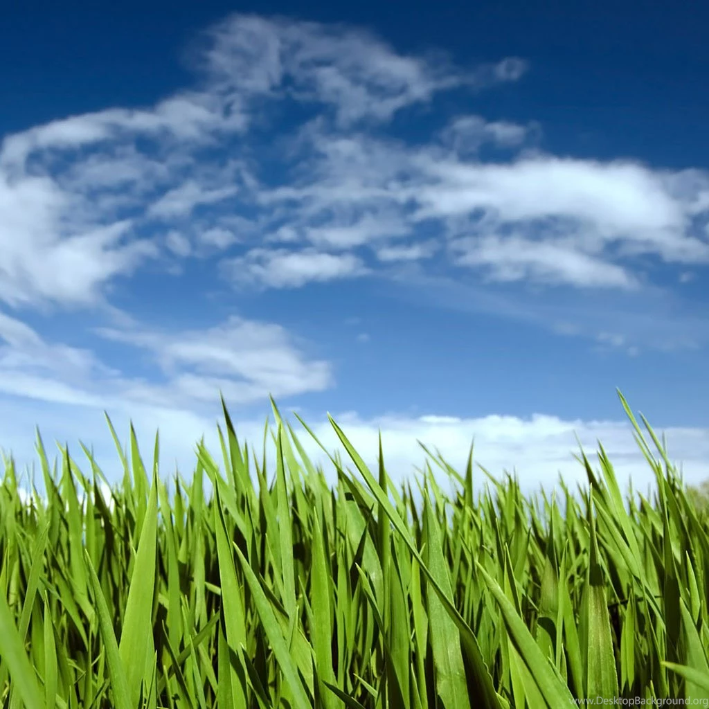 Green Grass Landscape iPad Wallpapers