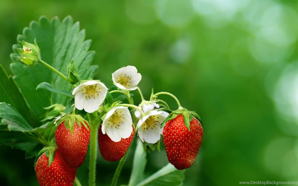 326 Strawberry HD Wallpapers