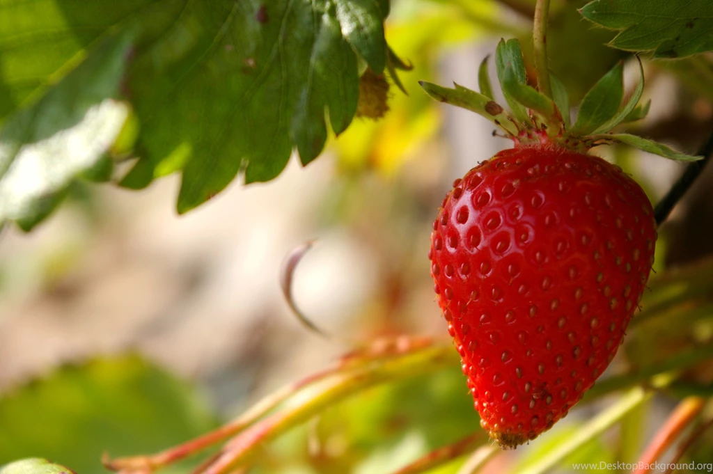 Strawberry Computer Wallpapers, Desktop Backgrounds