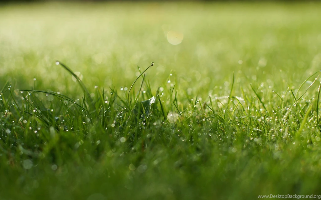 Flower Nature Wallpapers HD Resolution For Desktop   Uncalke.com