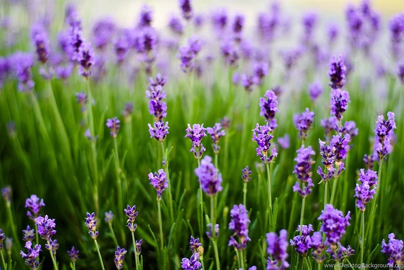 Lavender Flowers Wallpapers HD