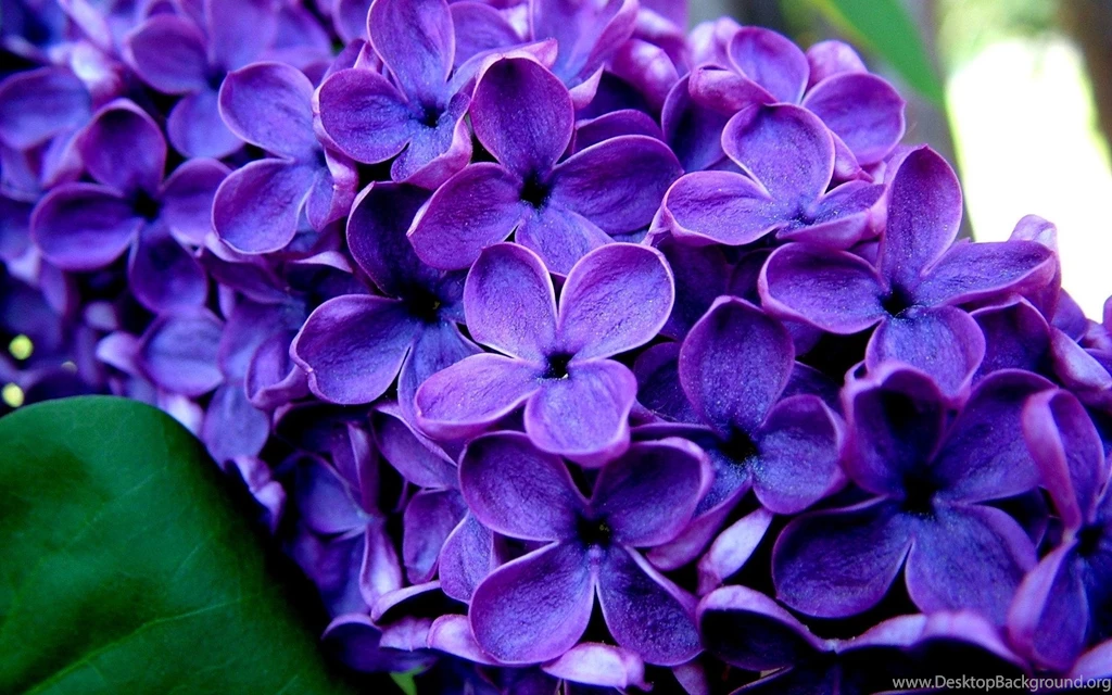 Lavender Flowers Wallpapers