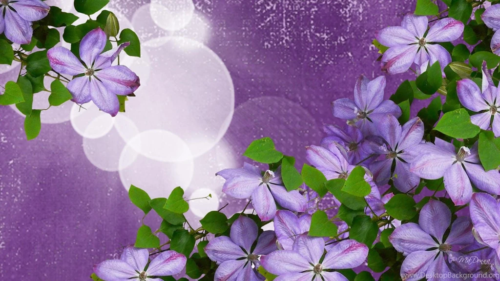Lavender Flower Burst >> HD Wallpaper, Get It Now!