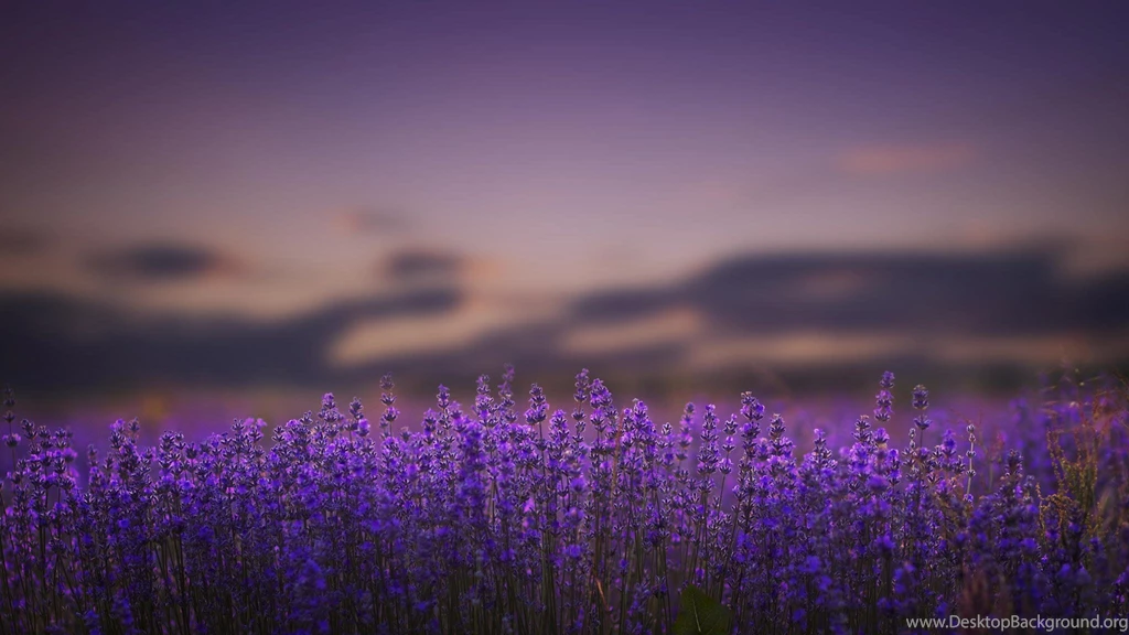 Lavender Flowers Lilac Nature Bokeh Wallpapers