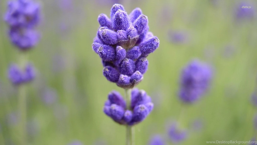 Lavender Close up Wallpapers Flower Wallpapers