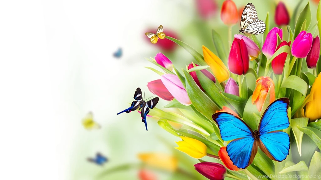 1920x1080 Flowers Butterflies Wallpapers