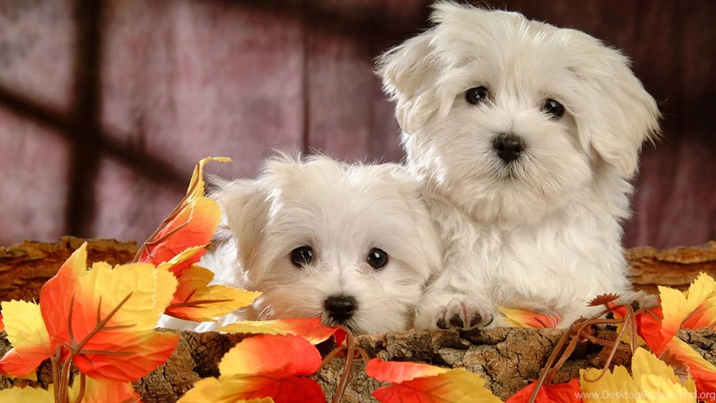 Cute Puppy